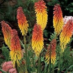 50 Red Hot Poker Seeds Garden Starts Nursery (PERENNIAL)