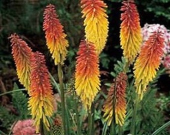 50 Red Hot Poker Seeds Garden Starts Nursery (PERENNIAL)