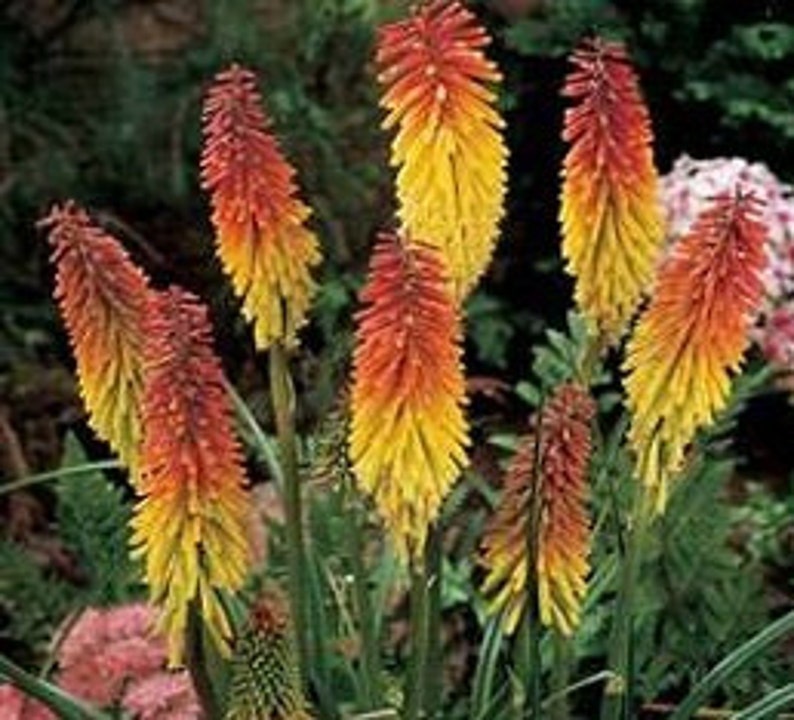 50 Red Hot Poker Seeds Garden Starts Nursery PERENNIAL Etsy