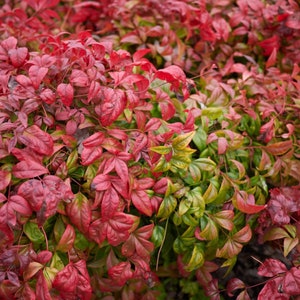 Nandina Domestica Sacred Bamboo 25 Seeds