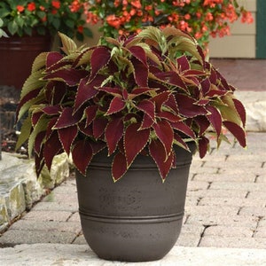 May include: A potted plant with dark red leaves with a yellow border. The plant is in a brown pot with a textured surface. The pot is sitting on a brick patio.