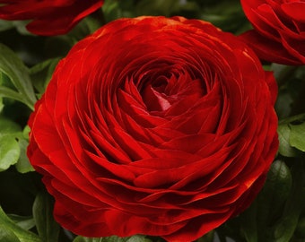 May include: Close-up of a vibrant red ranunculus flower with layered petals. The flower is in full bloom, showcasing its intricate spiral design. Green foliage surrounds the flower, providing a contrasting backdrop. The image highlights the flower's rich color and texture.