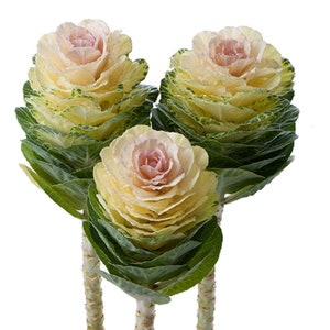 50 Flowering Kale Seeds Flowering Kale Empire Agathana F1 Hybrid Ornamental kale Seeds