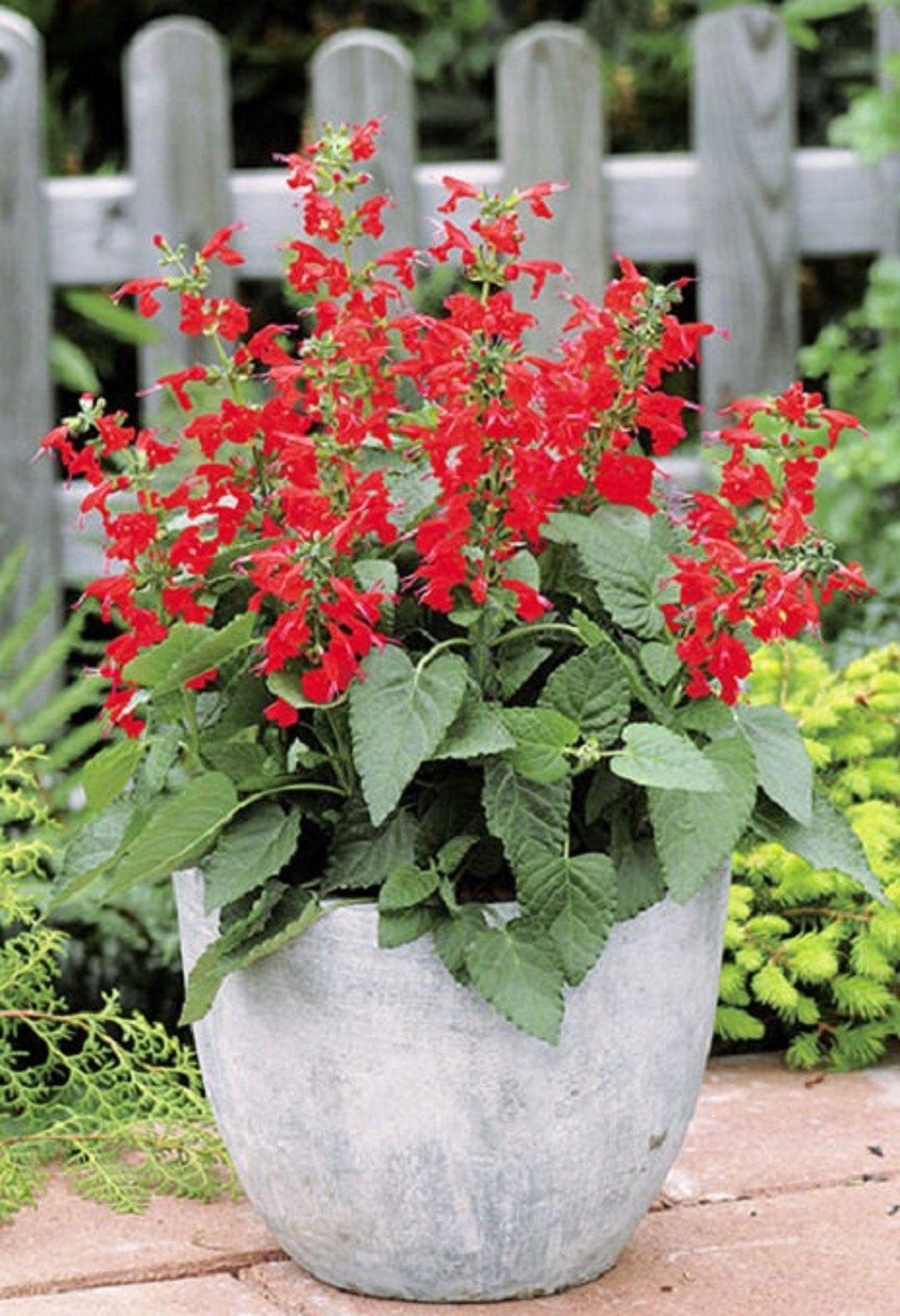MPB13 Salvia Seeds Texas Sage Hummingbird Forest Fire 50 Etsy