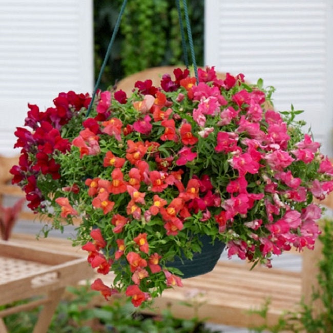 Snapdragon Raisins BIN#2R9D2 Snapdragon Seeds 100 Multi Pelleted Snapdragon Candy Showers ...