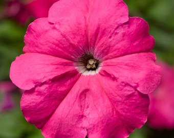 Petunia Damask Rose 50 Pelleted Petunia Seeds