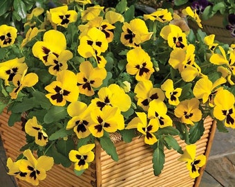 Trailing Pansy Seeds Wonderfall Yellow Blotch 25 Pansy Seeds