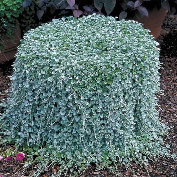 Dichondra Seeds Emerald Falls Multi Pelleted Seeds 25 thru 100 Pelleted Seeds
