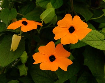 Black Eyed Susan Vine Thunbergia Seeds Susie Orange W/ Eye  25 thru 250 seeds you pick