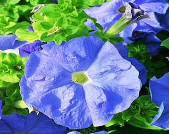 50 Pelleted Petunia Seeds Ultra Blue Sky Seeds