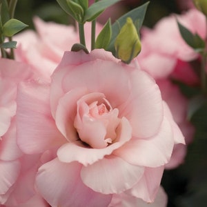 MPB#4 Lisianthus Seeds Mariachi Misty Pink 25 Pelleted Seeds Flower Seeds