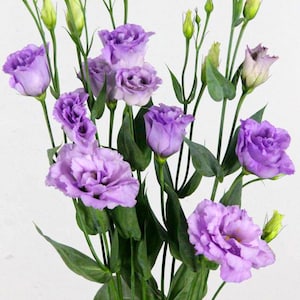 25 Lisianthus Seeds Corelli Light Lavender Pelleted Seeds Cut Flowers Plant Seeds Seed Packets