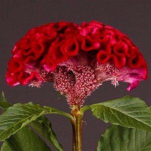 Celosia Seeds Celosia Act Velvet 25 Cockscomb Seeds