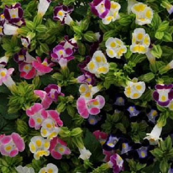 Torenia | Kauai Mix | True Leaf Market Seed Company
