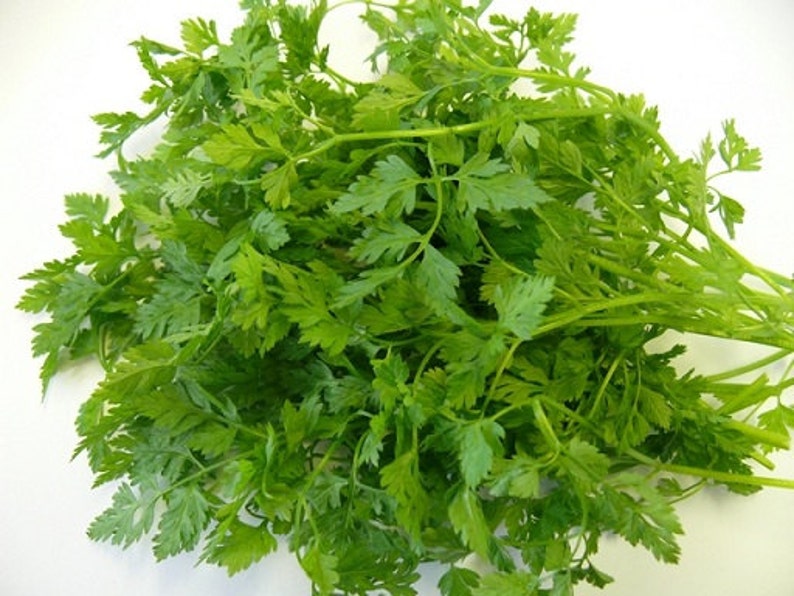How When To Plant Chervil Seeds can Save You Time, Stress, and Money.
