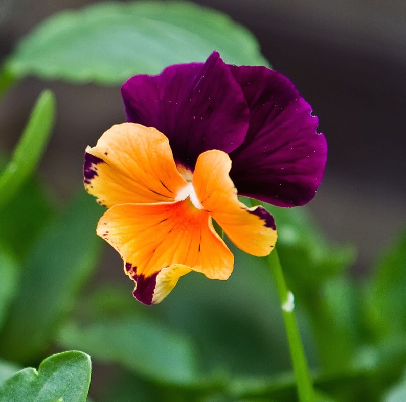 Pansy Seeds Joker Jolly Viola Seeds 25 Thru 500 Seeds Pansies Etsy