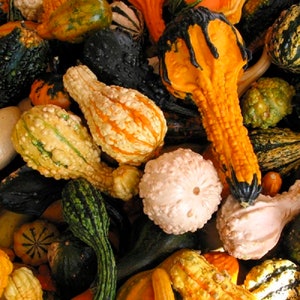 May include: A collection of gourds in various shapes, sizes, and colors, including green, orange, yellow, and white. Some gourds have a smooth surface, while others have a bumpy or textured surface.