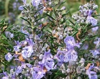 100 Seeds Rosemary Seeds Herb Seeds