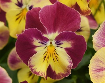 Pansy Seeds Cool Wave Strawberry Swirl Trailing Pansy 15 Seeds Hanging Pansy