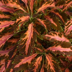 May include: A close-up of a Coleus plant with vibrant green, orange, and brown leaves. The leaves have a ruffled texture and are arranged in a dense cluster. The plant has been awarded the AAS Winner designation.