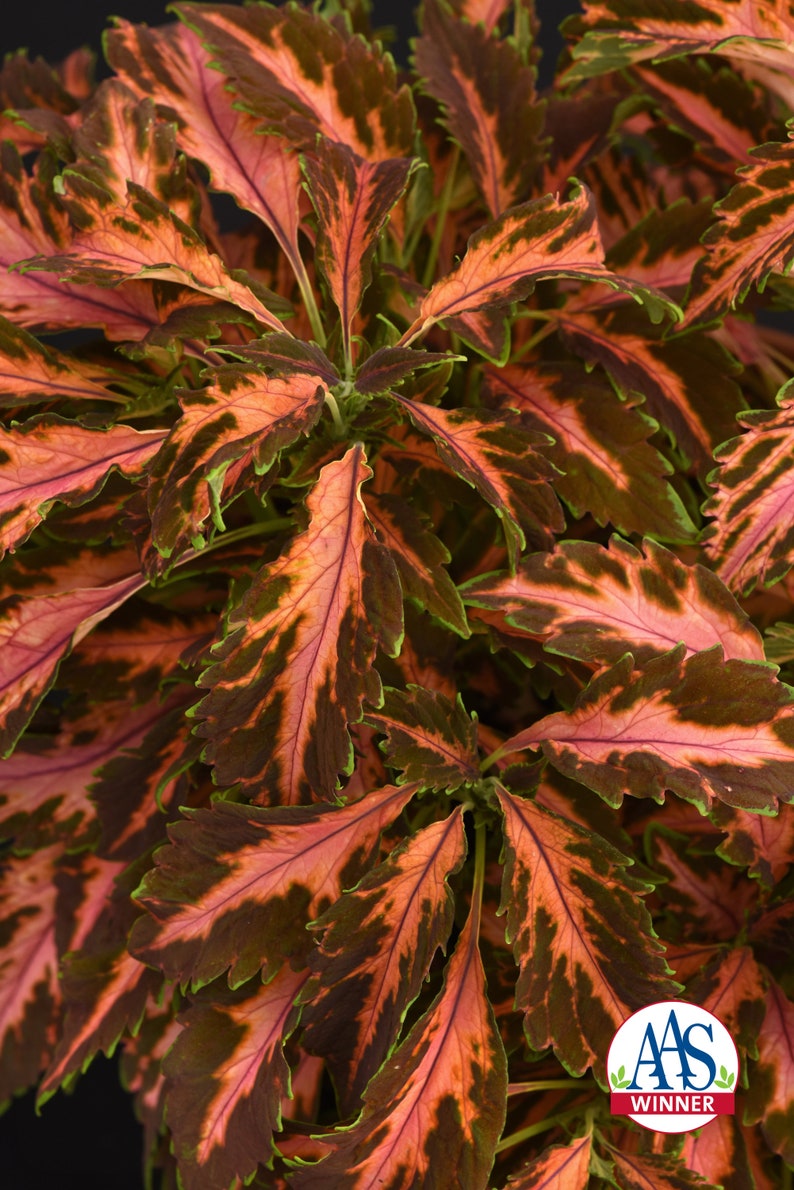 Coleus