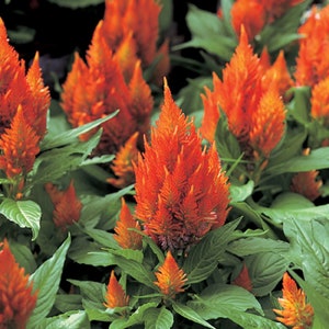 Celosia Seeds 50 Seeds Celosia Castle Orange Cocks Comb Seeds