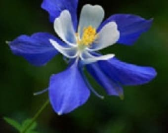 MPB#3 Columbine Colorado Blue Flower Seeds 500 Seeds