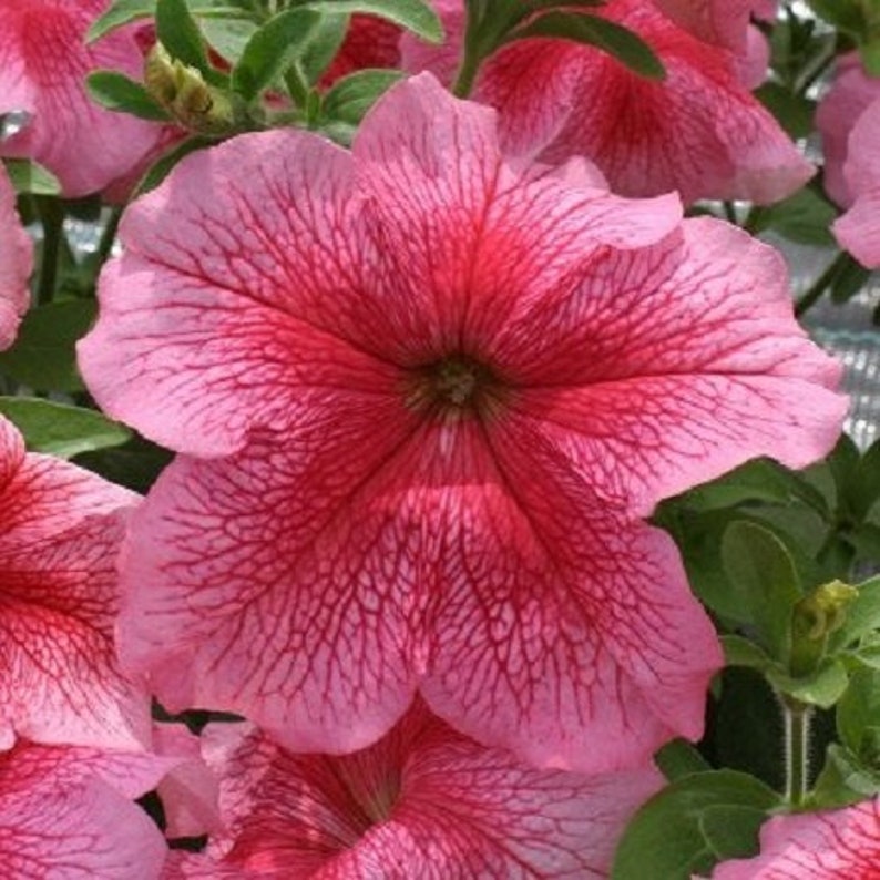Petunia Seeds Prism Strawberry Sundae 50 Pelleted Seeds