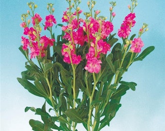 50 Stock Seeds Matthiola Chanter Pink Cut Flower Seeds