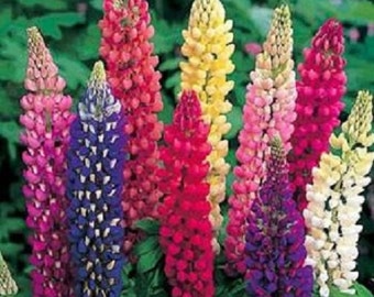 MPB#2 Lupine Seeds Russell Mix 250 Seeds