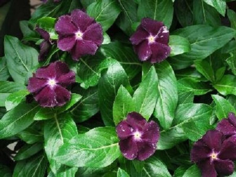 Jams 'N Jellies Blackberry Vinca Seeds 25 thru 500 Seeds Etsy
