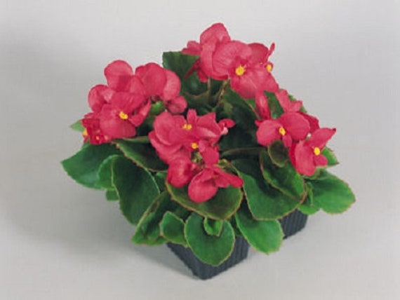 50 Begonia Seeds Pelleted Seeds Super Olympia Mix FLOWER SEEDS 50 Begonia Seeds Pelleted Seeds Super Olympia Mix FLOWER SEEDS