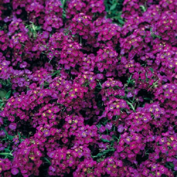 100 Alyssum Seeds Cheers Pink Ground Cover