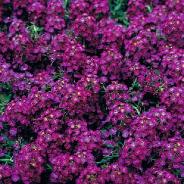 100 Alyssum Seeds Wonderland Deep Purple Ground Cover