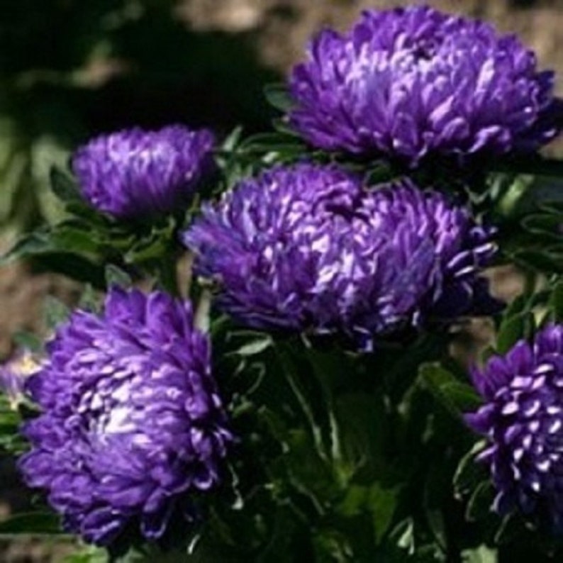 100 Seeds Aster Callistephus Dwarf Milady Blue image 1