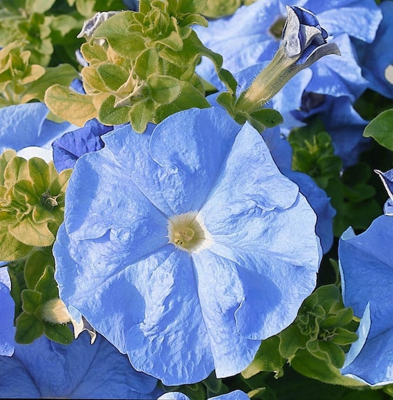 Bulk Flower Seeds Petunia Seeds Tritunia Sky Blue 1000 - Etsy New Zealand