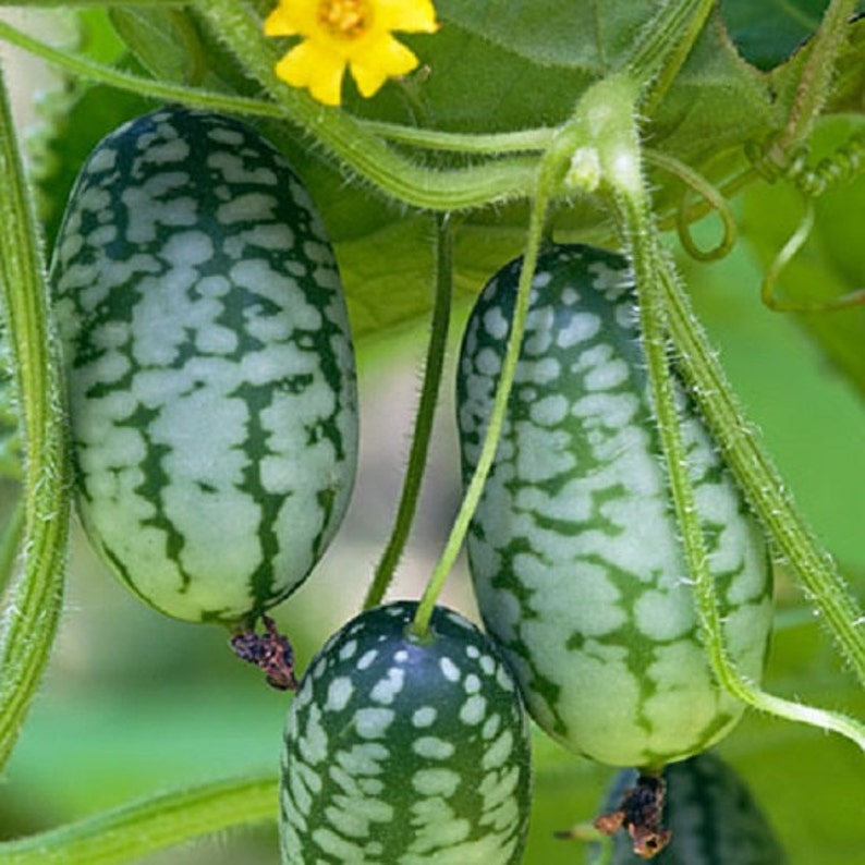Sour Gherkin Mexican Specialty Cucumber Seeds 50 Seeds Etsy