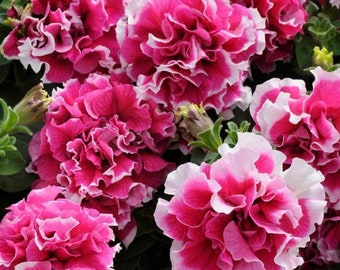 May include: Close-up of vibrant pink petunia flowers with ruffled petals and white edges. The flowers are in full bloom, showcasing their intricate textures and layered appearance. Green foliage provides a backdrop.