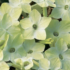 Flower Seeds 50 Pelleted Seeds Nicotiana Seeds Saratoga Lime Annual Seeds