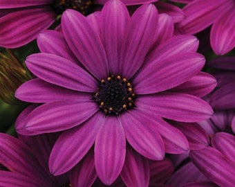 BIN#1D2 Osteospermum Seeds 100 Bulk Osteospermum Akila Purple