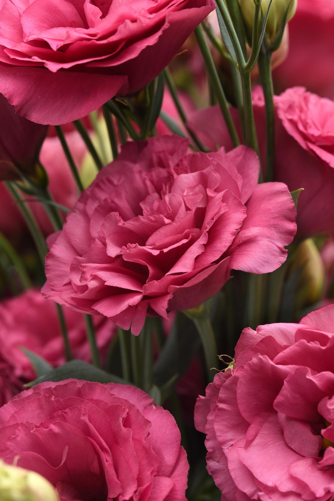 25 Pelleted Lisianthus Seeds Lisianthus Can Can Carmine Rose Garden