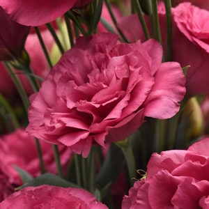 25 Pelleted Lisianthus Seeds Lisianthus Can Can Carmine Rose Garden Flowers, Flower Seeds, Flowers