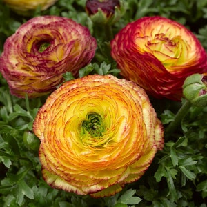 Ranunculus Seeds Mache Lemon Rose Bicolor 25 Seeds Pelleted Seeds