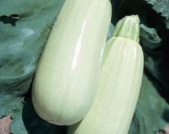 Vegetable Seeds Squash Seeds 50 Seeds Summer Squash Italian Bianco