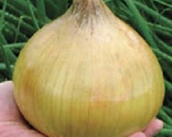 100 Ailsa Craig Exhibition Onion Seeds 110 days GIANT ONION