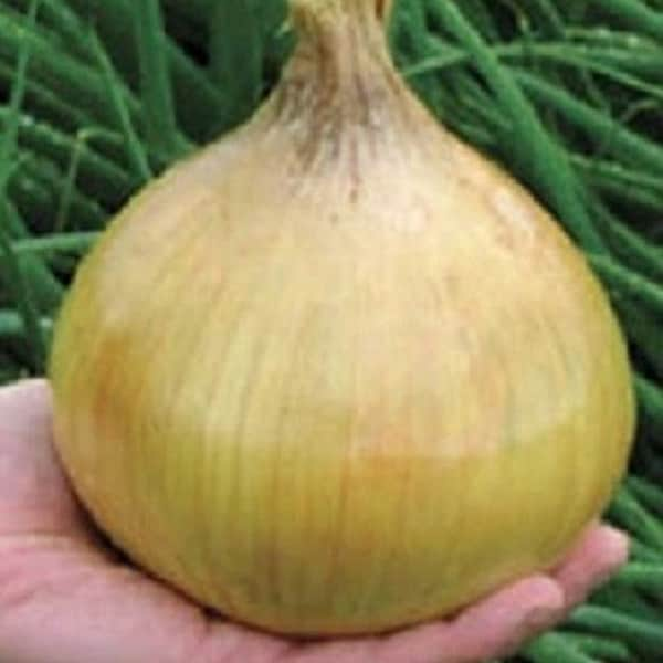 100 Ailsa Craig Exhibition Onion Seeds 110 days GIANT ONION