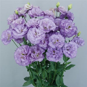 Flower Seeds Lisianthus Seeds Celeb 2 Orchid 25 Pelleted Seeds Cut Flowers, Garden Flowers