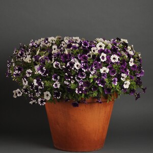 May include: A terracotta pot filled with a mix of white and purple petunias. The flowers are in full bloom and create a beautiful display.