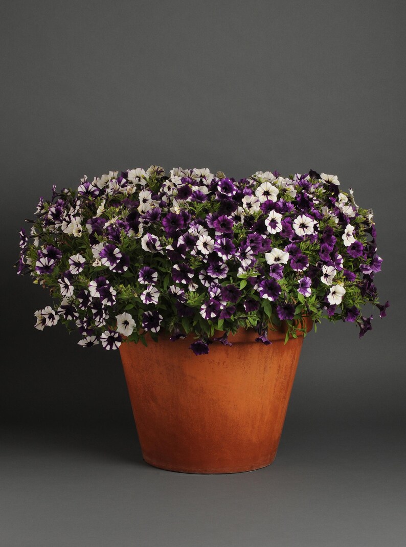 May include: A terracotta pot filled with a mix of white and purple petunias. The flowers are in full bloom and create a beautiful display.