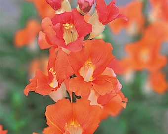 50 Snapdragon Seeds Snapdragon Chantilly Bronze Cut Flower Seeds